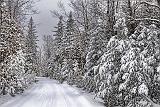 Marlborough Forest Snowscape_33226